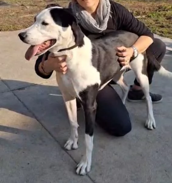 Teky mix Amstaff femmina 4anni e 1/2 in canile da oltre 3anni | Foto 2
