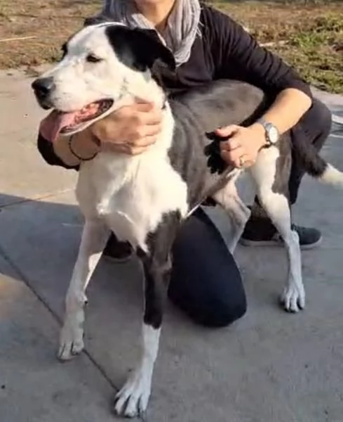 Teky mix Amstaff femmina 4anni e 1/2 in canile da oltre 3anni | Foto 1