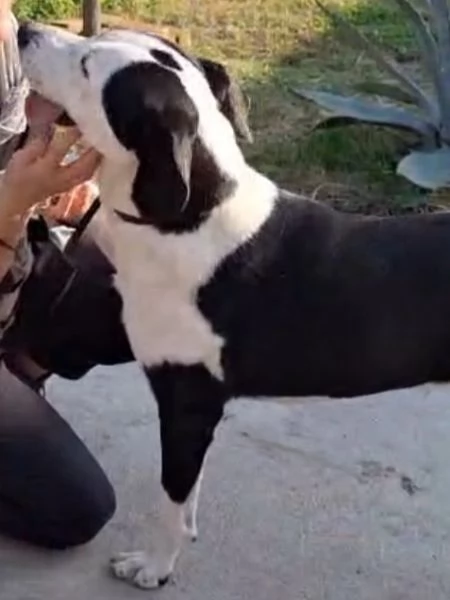 Teky mix Amstaff femmina 4anni e 1/2 in canile da oltre 3anni | Foto 0