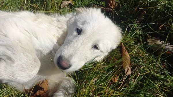 Tito cucciolone bianco 6mesi mollato in montagna | Foto 1