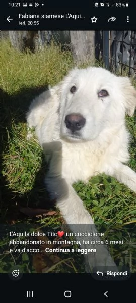 Tito cucciolone bianco 6mesi mollato in montagna