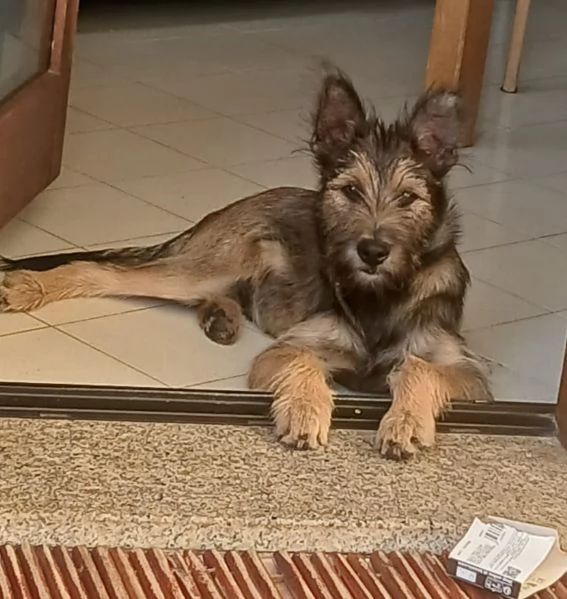 Oreste 8mesi meraviglioso PRESTO IN CANILE! OLBIA 