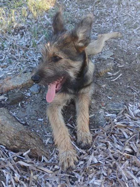 Oreste 8mesi meraviglioso PRESTO IN CANILE! OLBIA  | Foto 3