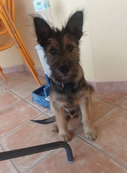 Oreste 8mesi meraviglioso PRESTO IN CANILE! OLBIA  | Foto 2