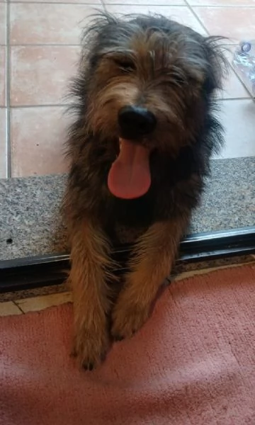 Oreste 12mesi mix spinoncino PRESTO IN CANILE! OLBIA  | Foto 2