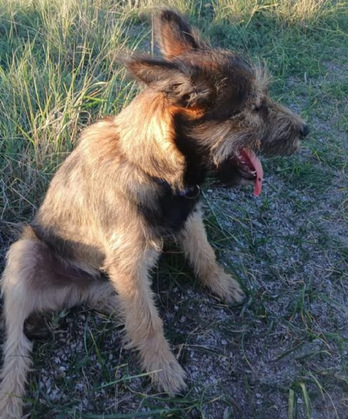 Oreste 8mesi meraviglioso PRESTO IN CANILE! OLBIA  | Foto 1