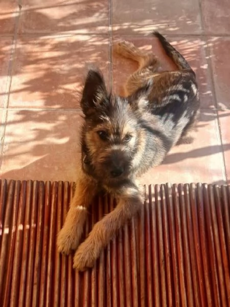 Oreste 8mesi meraviglioso PRESTO IN CANILE! OLBIA  | Foto 0