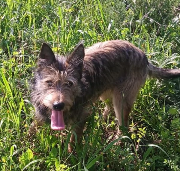 Oreste 12mesi mix spinoncino PRESTO IN CANILE! OLBIA 