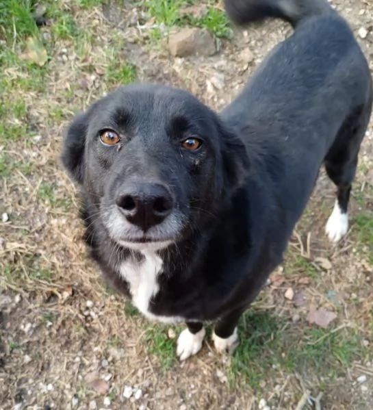 Lucy 4anni nera scampata da avvelenamento. CAMPANIA