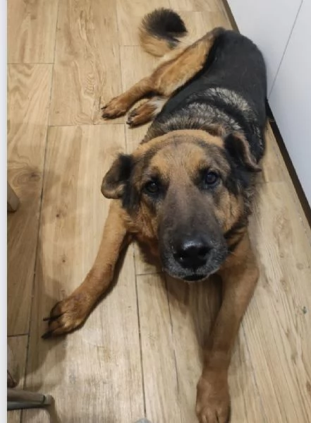 Pastore 10/11anni la madrina non lo mantiene più! ROMA URGENTE