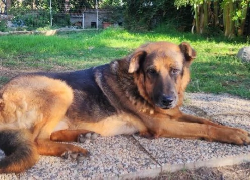 Pastore 10/11anni la madrina non lo mantiene più! ROMA URGENTE | Foto 2