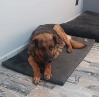 Pastore 10/11anni la madrina non lo mantiene più! ROMA URGENTE | Foto 1