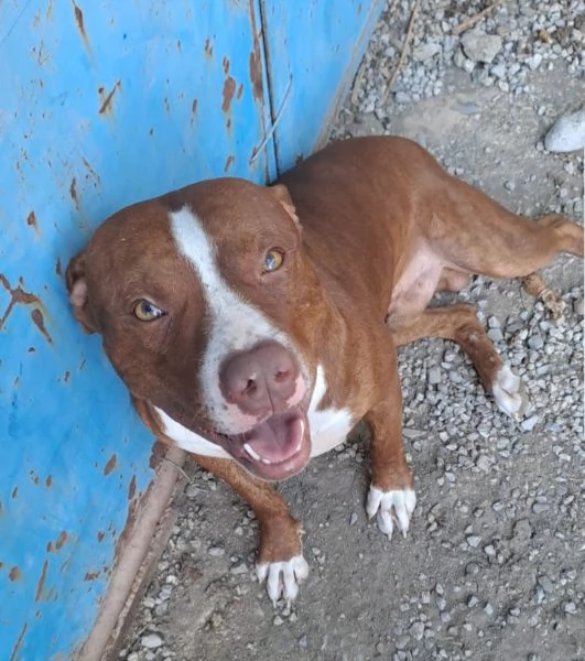Pitbull 18mesi ( e sorella) splendidi URGENTE ADOZIONE SUD  | Foto 6