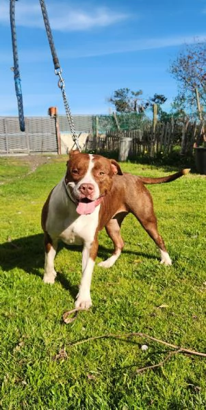 Pitbull 18mesi ( e sorella) splendidi URGENTE ADOZIONE SUD  | Foto 5