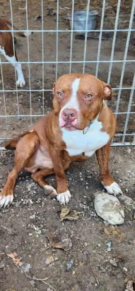 Pitbull 18mesi ( e sorella) splendidi URGENTE ADOZIONE SUD  | Foto 4