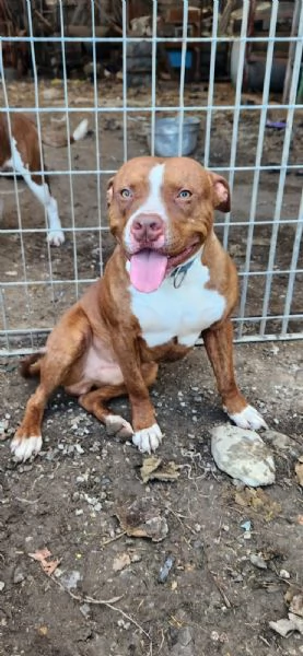 Pitbull 18mesi ( e sorella) splendidi URGENTE ADOZIONE SUD 