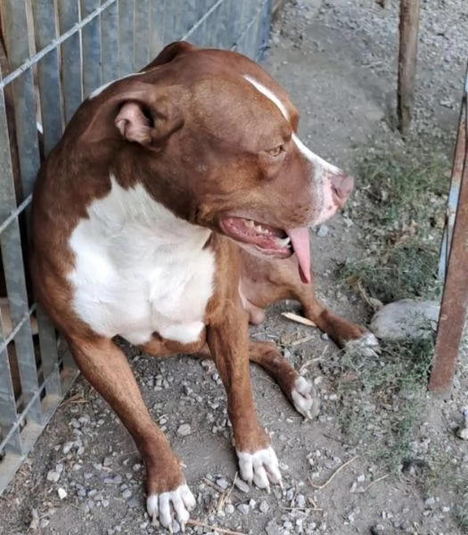Pitbull 18mesi ( e sorella) splendidi URGENTE ADOZIONE SUD  | Foto 3
