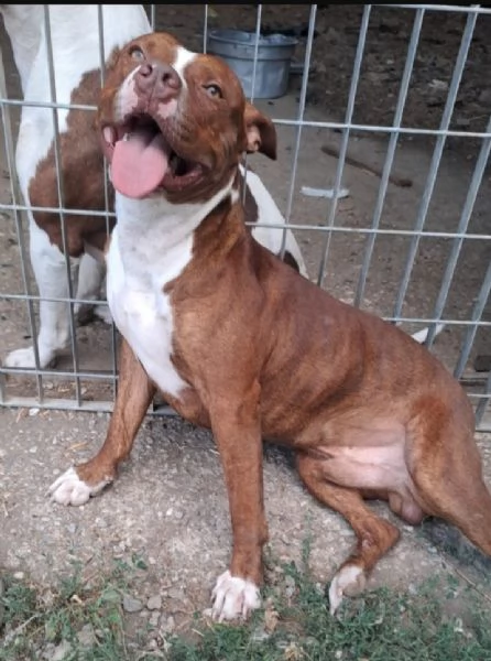 Pitbull 18mesi ( e sorella) splendidi URGENTE ADOZIONE SUD  | Foto 2