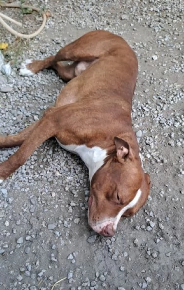 Pitbull 18mesi ( e sorella) splendidi URGENTE ADOZIONE SUD  | Foto 1