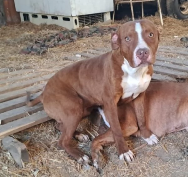 Pitbull 18mesi ( e sorella) splendidi URGENTE ADOZIONE SUD  | Foto 0