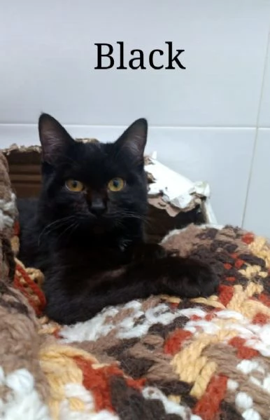 Micino nero sui 5mesi TRIPODE NAPOLI SOS