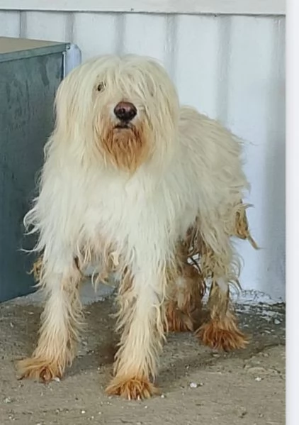 3anni femmina in canile lager da cucciola. CALABRIA