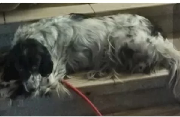 Setter 5anni salvato mesi fa PADOVA SOS | Foto 1