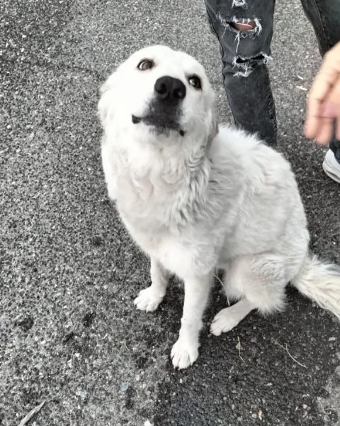 Bianca 1anno 22kg mollata in strada  CATANIA 