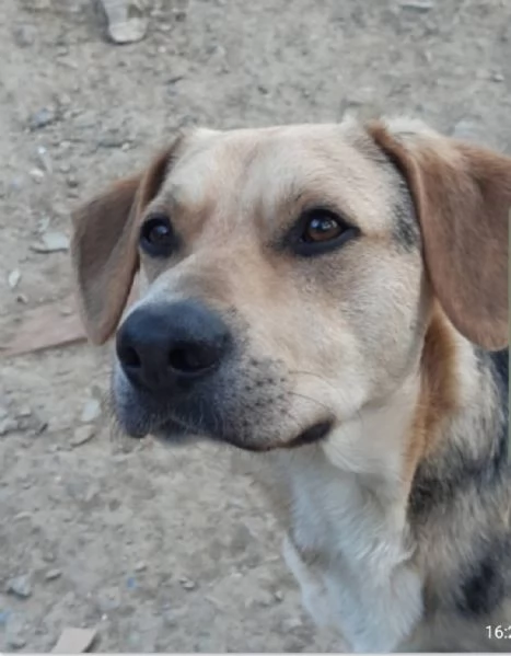 Ringo 3anni e 1/2 mix Beagle ok gatti.TOSCANA | Foto 1