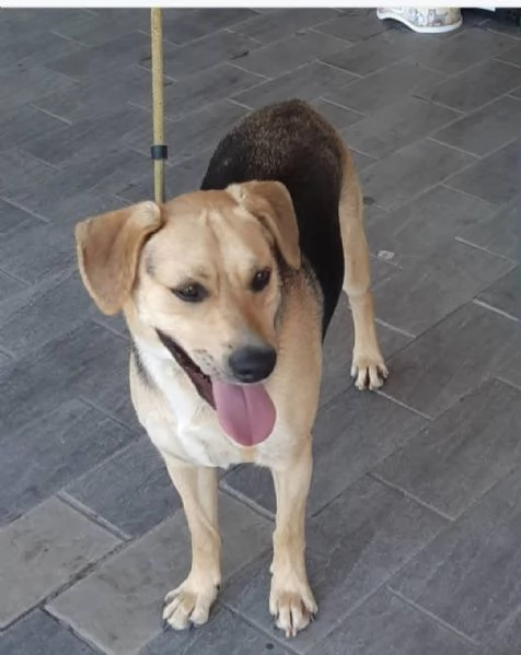 Ringo 3anni e 1/2 mix Beagle ok gatti.TOSCANA | Foto 0