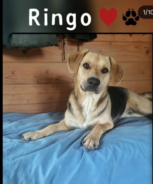 Ringo 3anni e 1/2 mix Beagle ok gatti.TOSCANA