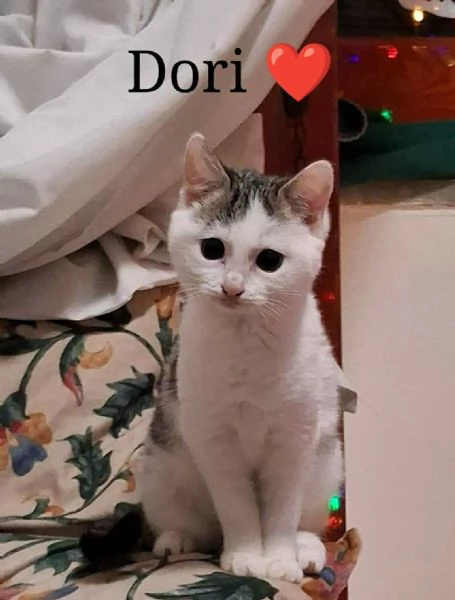 Micina 4mesi CIECA ADOZIONE DEL CUORE NAPOLI