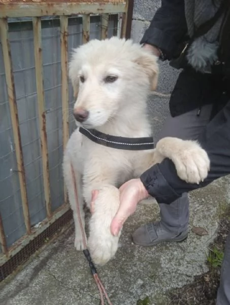 Femmina 6mesi meravigliosa futura tg media abbondante. CATANIA