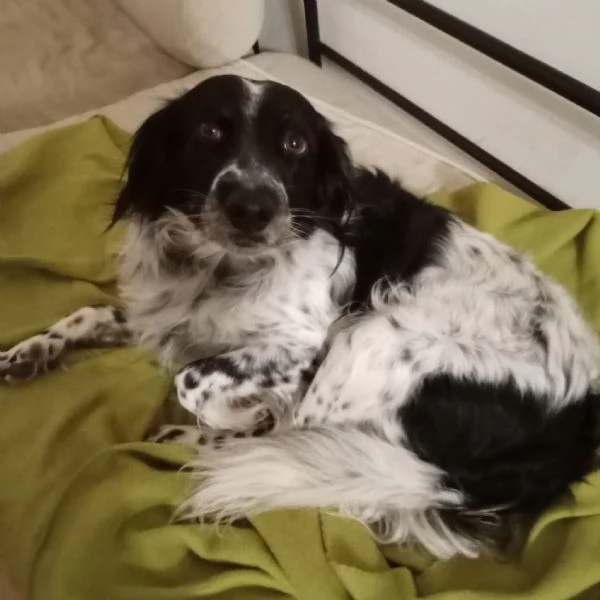 Betty mix Setter 2anni mollata mesi fa FERRARA | Foto 5