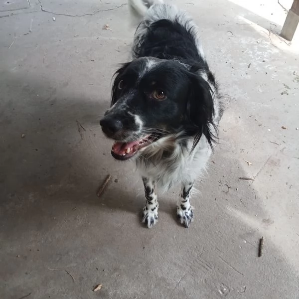 Betty mix Setter 2anni mollata mesi fa FERRARA | Foto 4