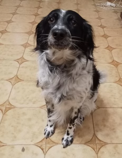 Betty mix Setter 2anni mollata mesi fa FERRARA | Foto 2