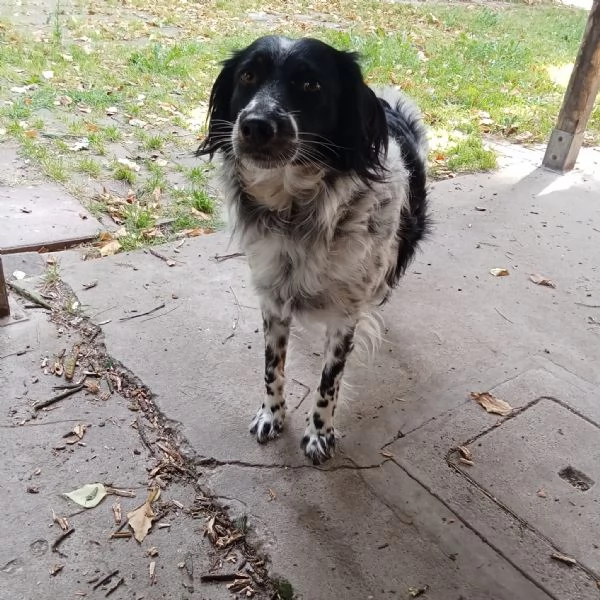 Betty mix Setter 2anni mollata mesi fa FERRARA | Foto 1