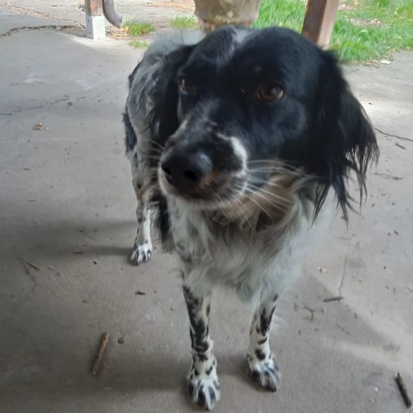 Betty mix Setter 2anni mollata mesi fa FERRARA | Foto 0