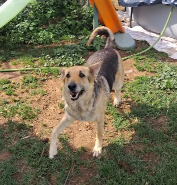 Luna pastorina 5anni salvata da misera vita.BOLOGNA | Foto 1