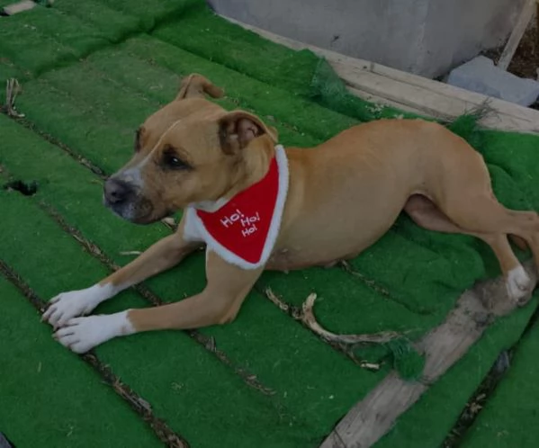 Pitbull femmina 9anni nessuno l ha considerata.SICILIA | Foto 1
