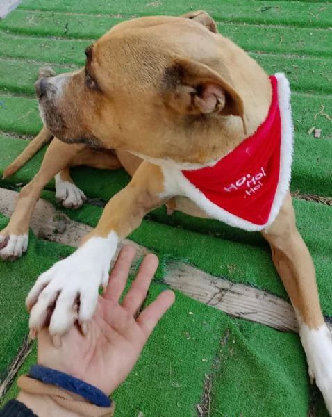 Pitbull femmina 9anni nessuno l ha considerata.SICILIA | Foto 0