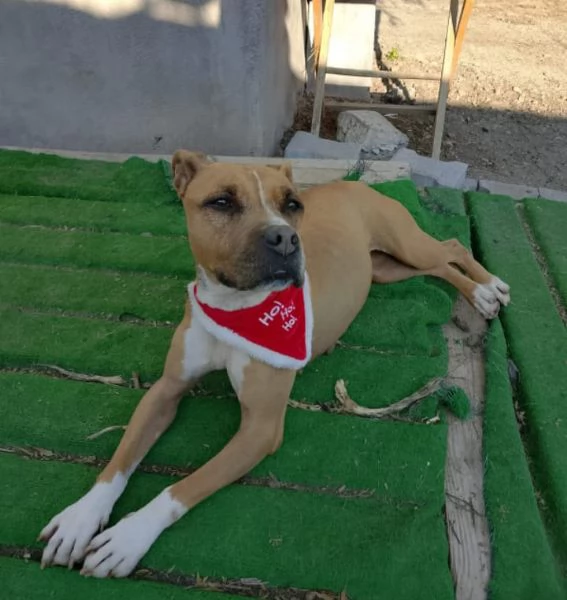 Pitbull femmina 9anni nessuno l ha considerata.SICILIA