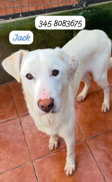 1anno bellissimo kg15 fra 7gg entrer&agrave; in 1pessimo canile