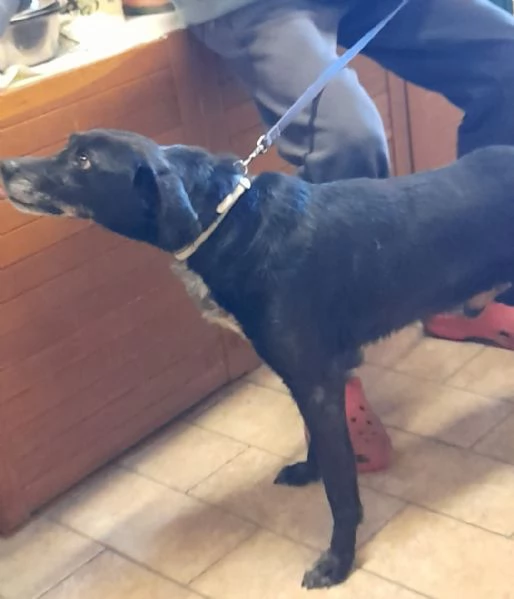 Mozart 6anni nero STAVA X ENTRARE IN 1LAGER. EMILIA  | Foto 0