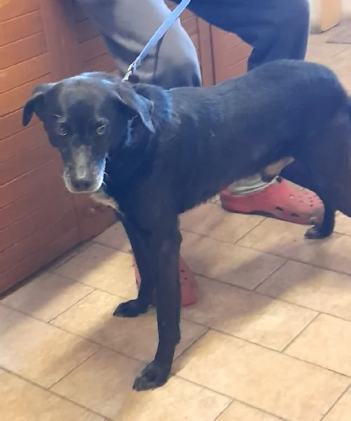 Mozart 6anni nero STAVA X ENTRARE IN 1LAGER. EMILIA 