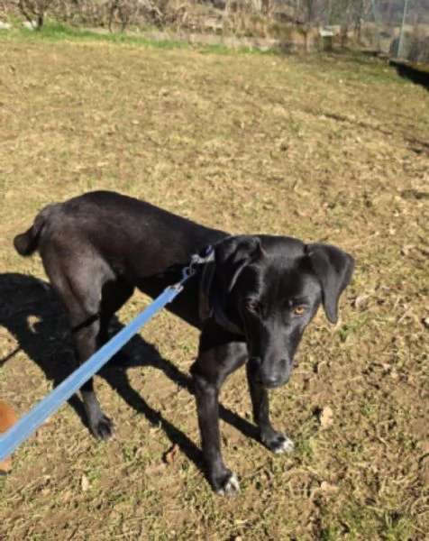 Femmina,15mesi, BERGAMO