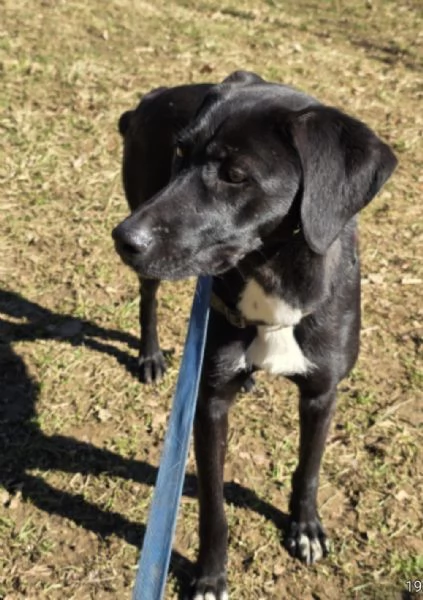 Femmina,15mesi, BERGAMO | Foto 1