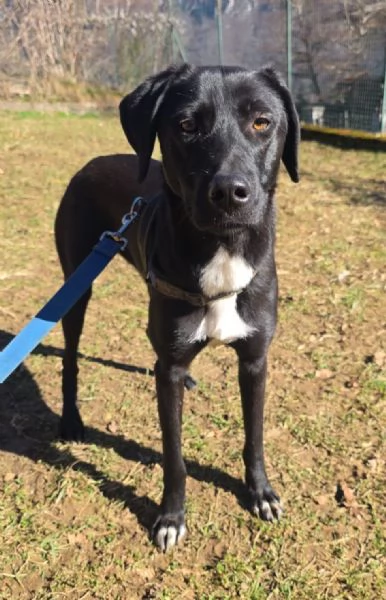 Femmina,15mesi, BERGAMO | Foto 0