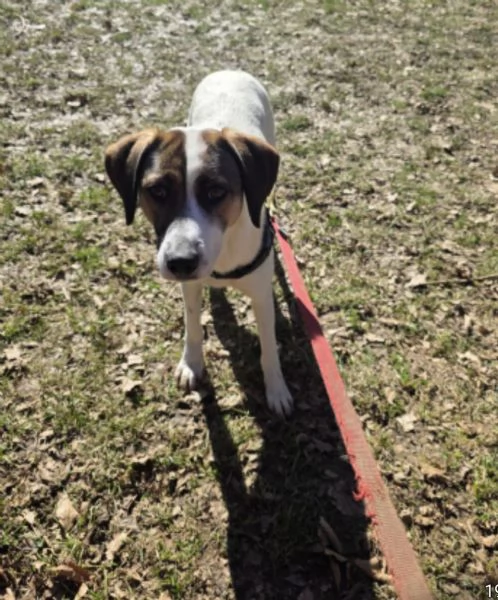 Macky,femmina,15mesi,tg media BERGAMO | Foto 2