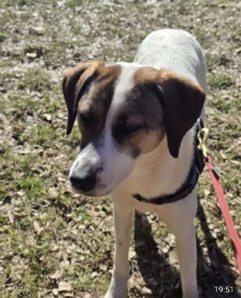 Macky,femmina,15mesi,tg media BERGAMO | Foto 1